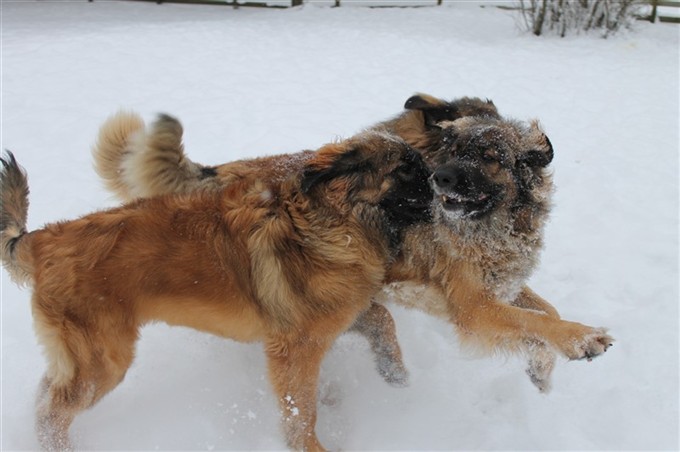 Leonberger Lek