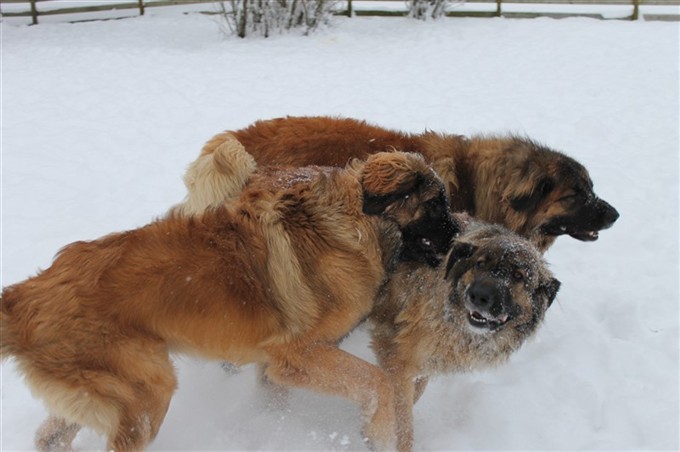 Leonberger lek