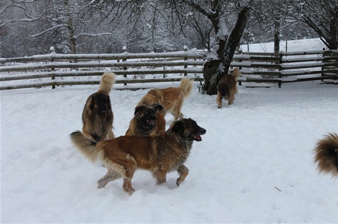 Leonberger lek