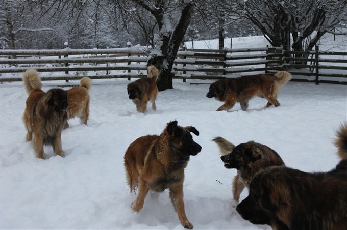 Leonberger lek