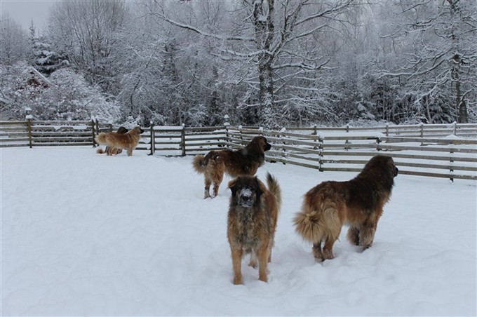 Leonberger håller koll