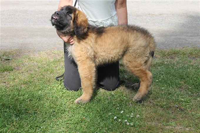 Leonberger Laban