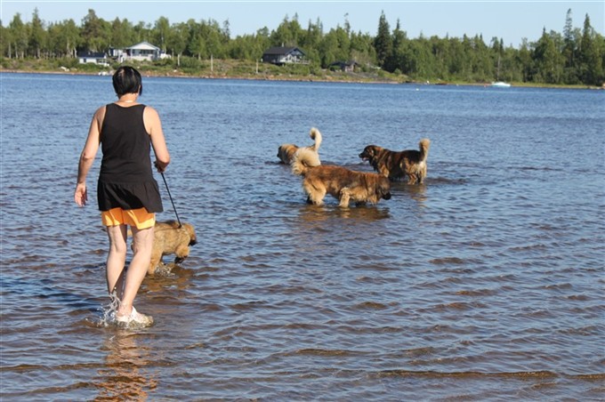 Leonberger badar