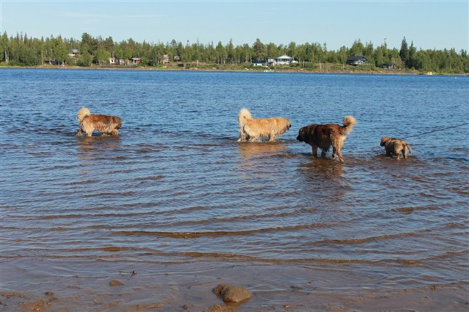 Badande Leonberger