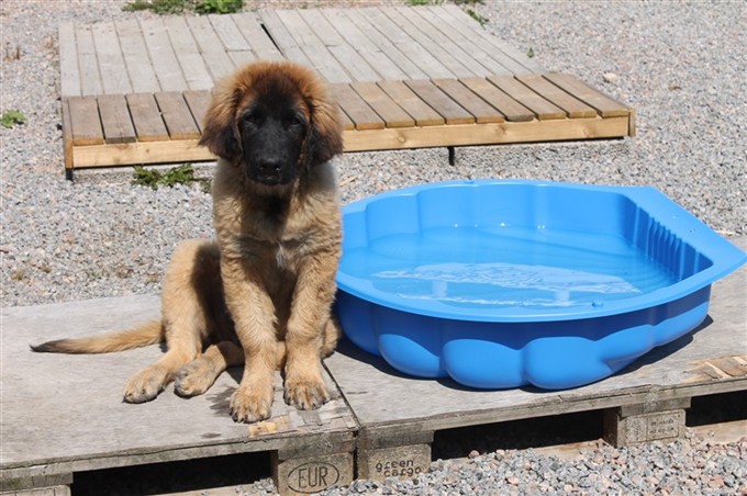 Leonberger Laban 4 månader