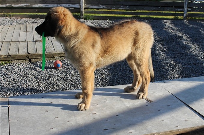 Leonberger Princess 3 - 4 mån