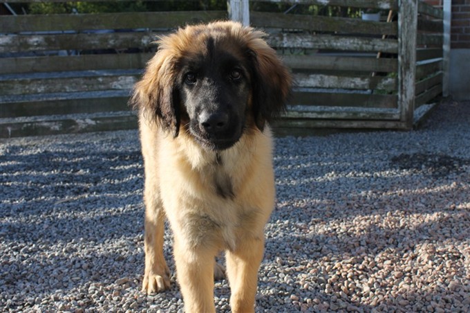 Leonberger Princess 3-4 mån