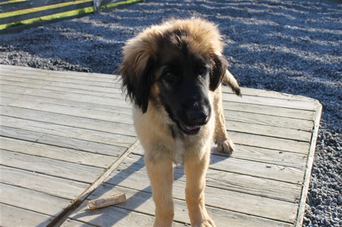 Leonberger Princess 3-4 mån