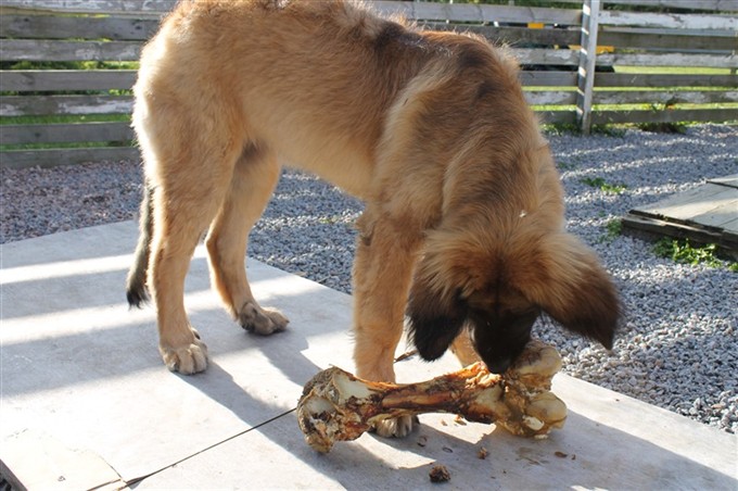 Leonberger Princess 3-4 mån