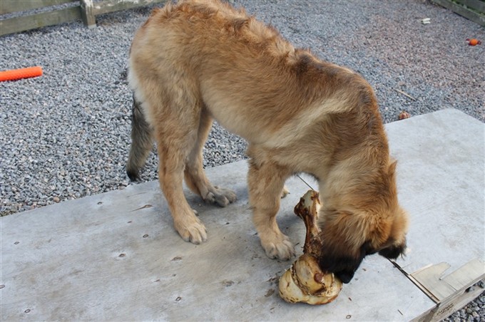 Leonberger Princess 3-4 mån