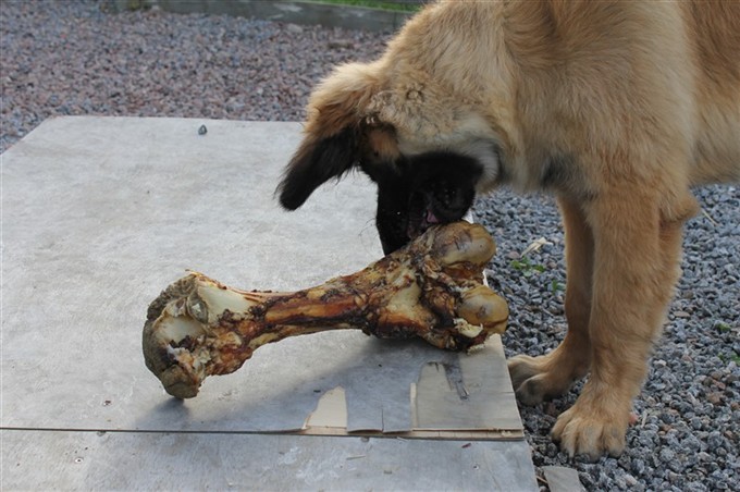 Leonberger Princess 3-4 mån.