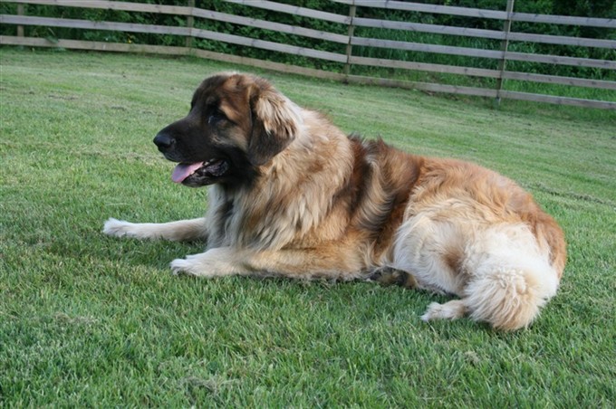 Leonberger Zorro