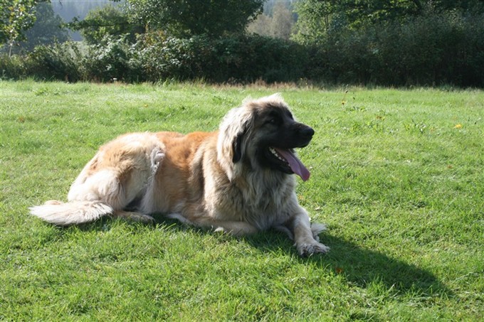 Leonberger Wilma