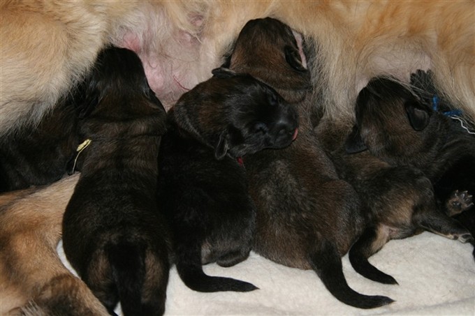 Leonberger valpar