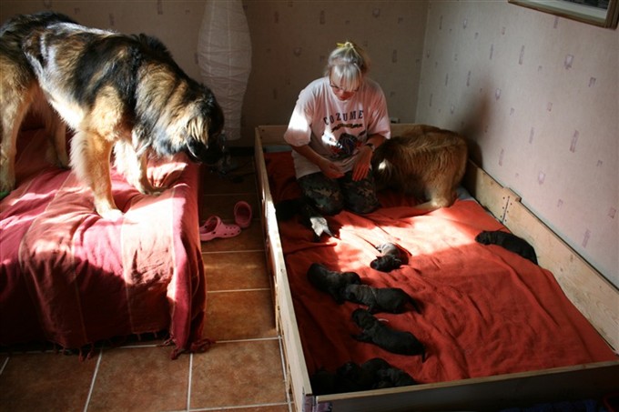 Leonberger valpar