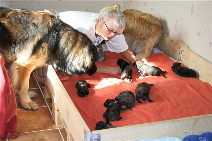 Leonberger, otto2