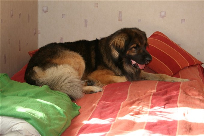 Leonberger, Otto 3