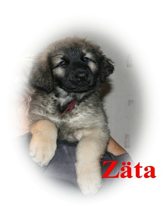 Leonberger, Zäta