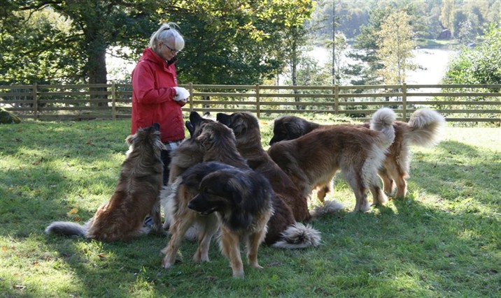 Leonberger    