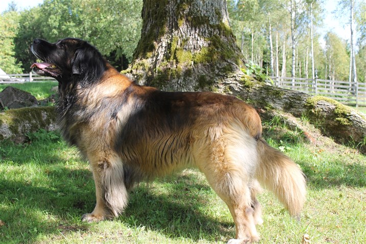 Leonberger Bobbo. Bild 1