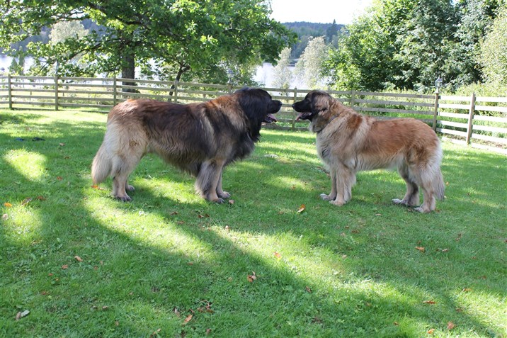 Leonberger Princess och Bobbo