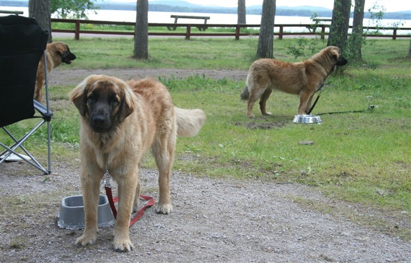 Leonberger, Orsa7.