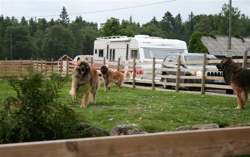 Leonberger