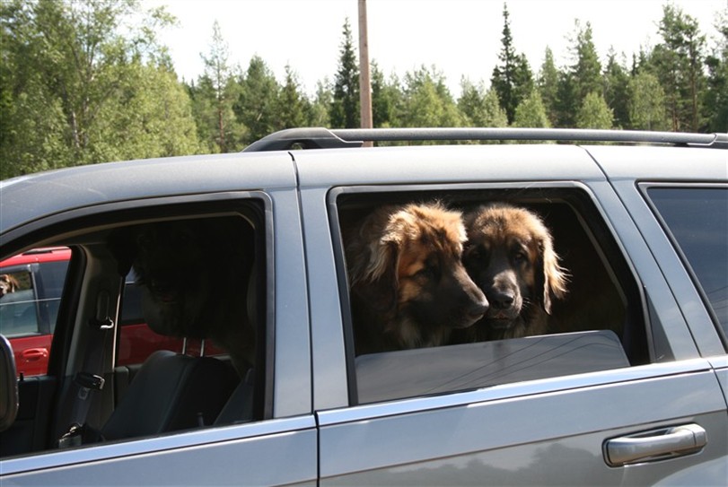 Leonberger