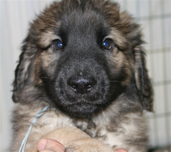 Leonberger, Zorro