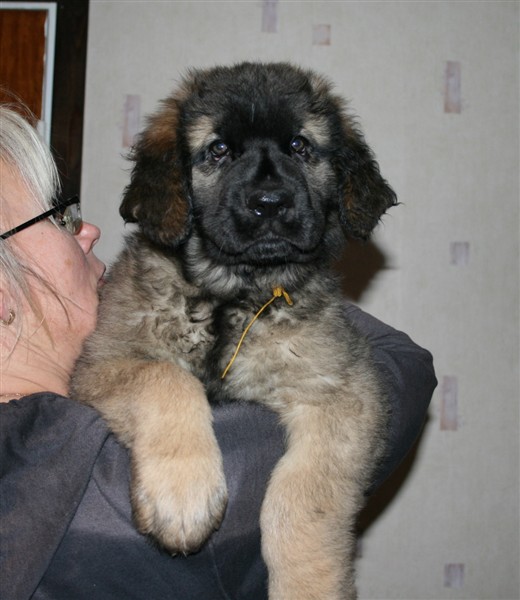 Leonberger, Zola