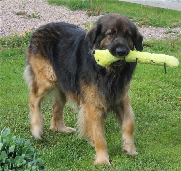 Leonberger Otto