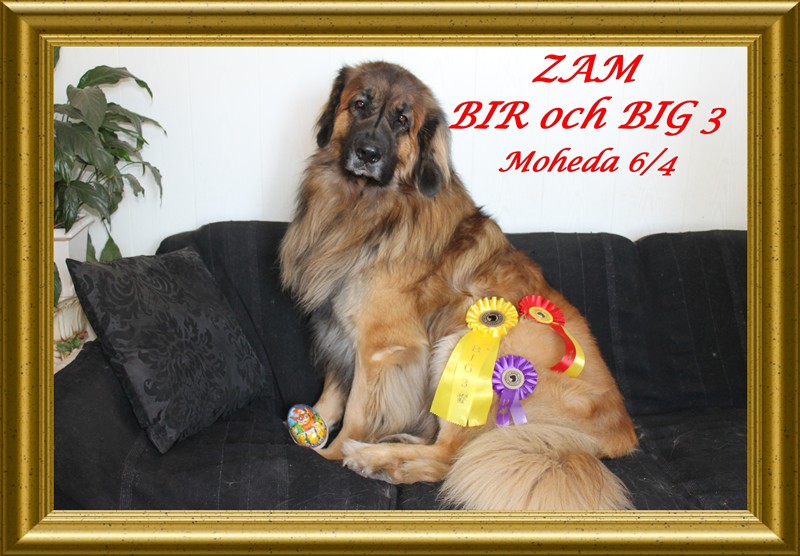 Leonberger Zam