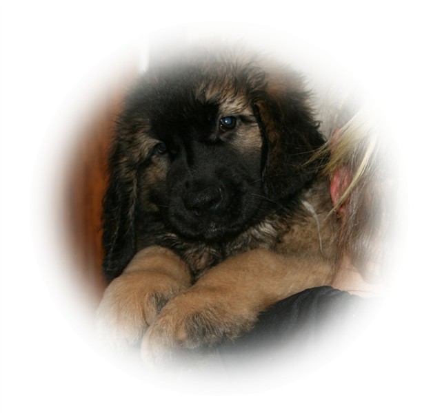 Leonberger Zam