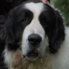 Pyreneisk Mastiff