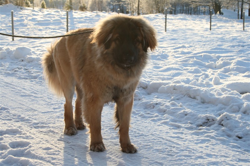 Leonberger, Zimba, dec09