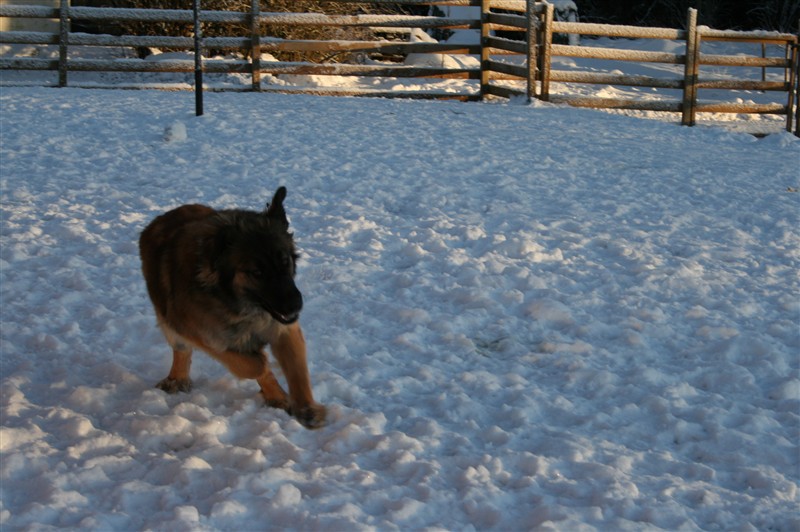 Leonberger zara2. dec 09