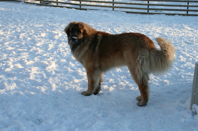 Leonberger Zorro dec09