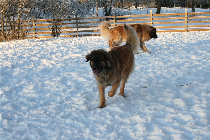 Leonberger Zara dec09