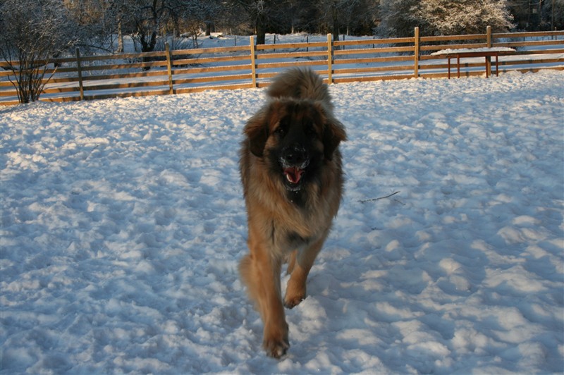 Leonberger Zorro dec09