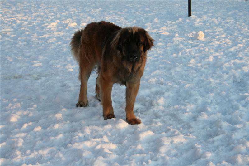 leonberger Zingo dec09