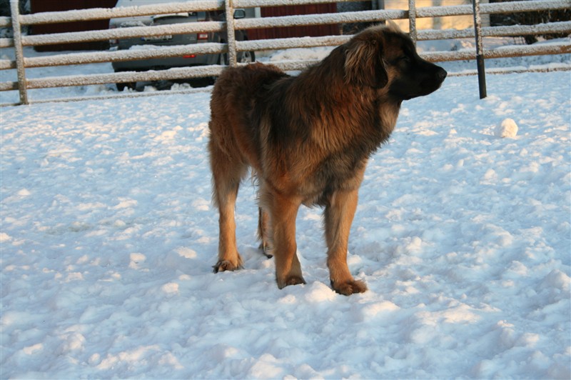 leonberger Zingo dec09