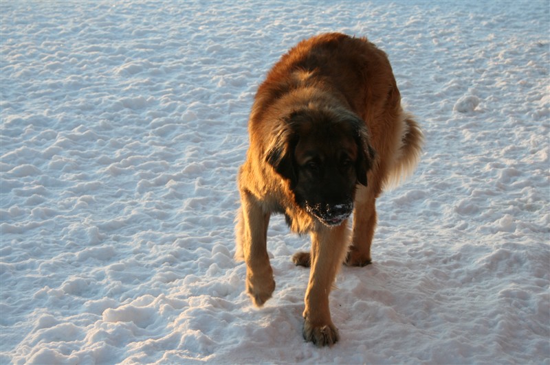 Leonberger Zack dec09