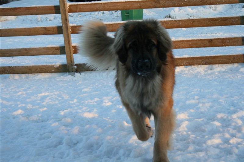 leonberger zam dec 09