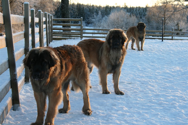 leonberger Zam dec 09