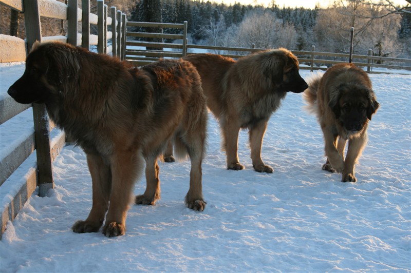 Leonberger underbara dec09