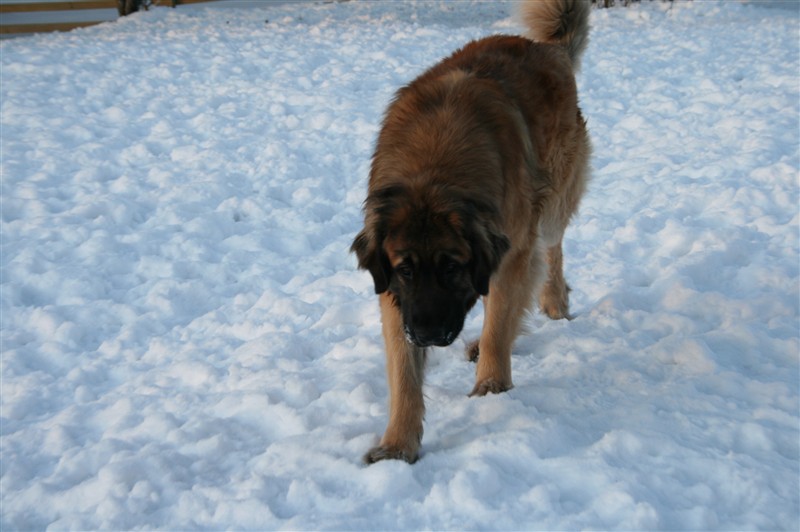 Leonberger Zack dec09