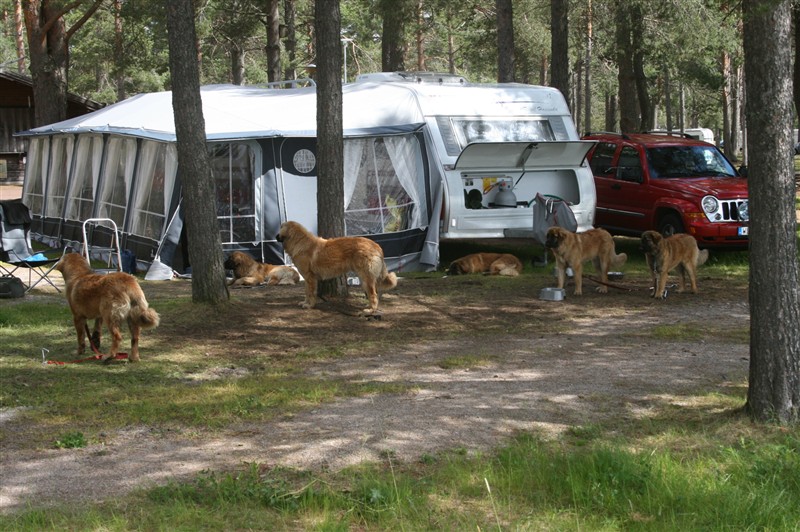 Leonberger, Orsa4