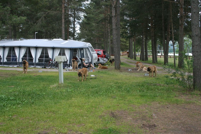 Leonberger, Orsa5