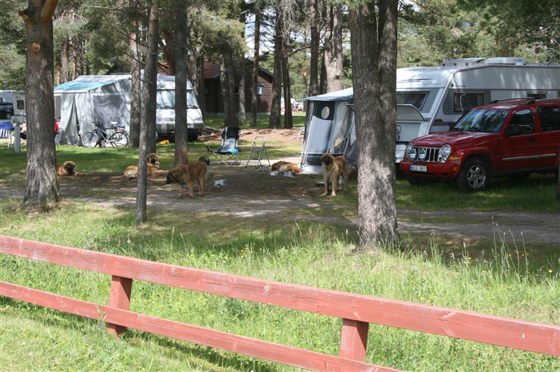 Leonberger, Orsa3